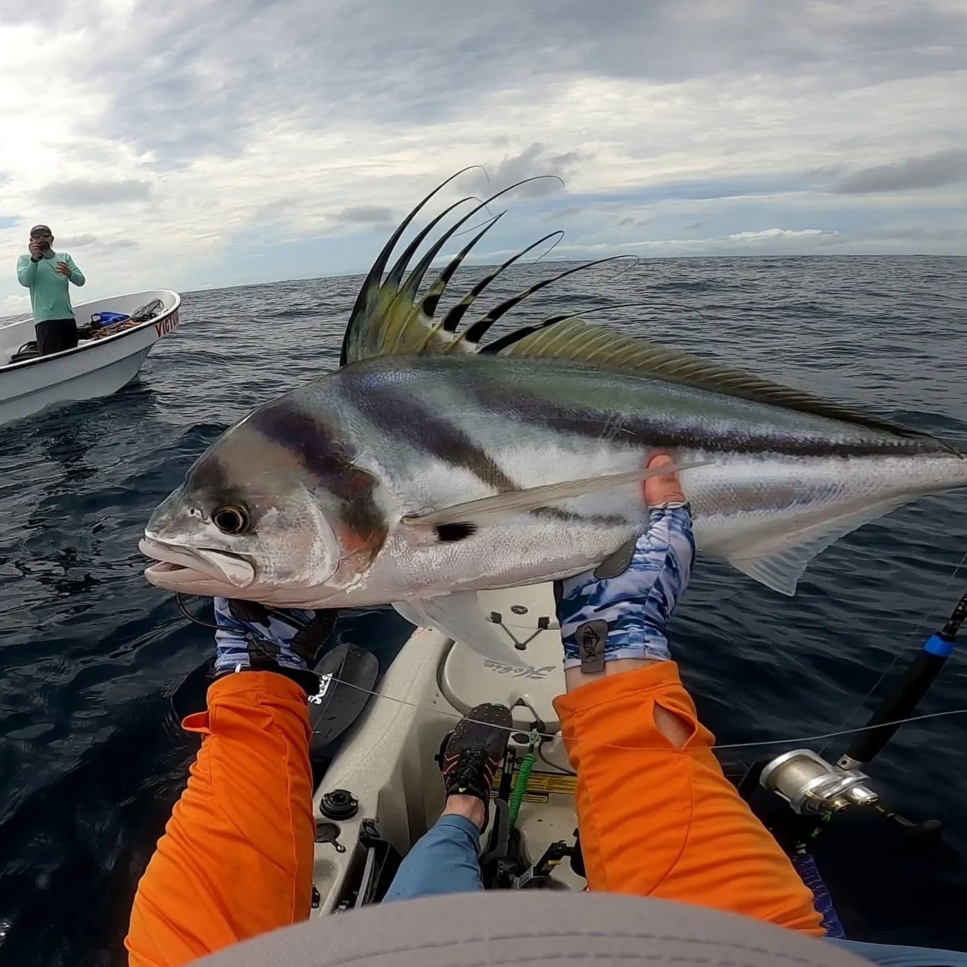 Rooster fish in Panama